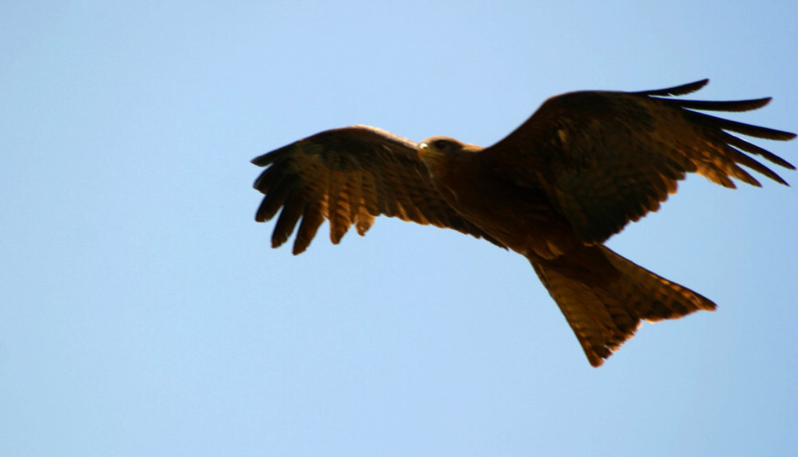 eagle-in-flight-1409212