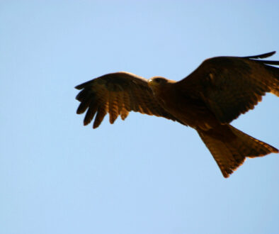 eagle-in-flight-1409212